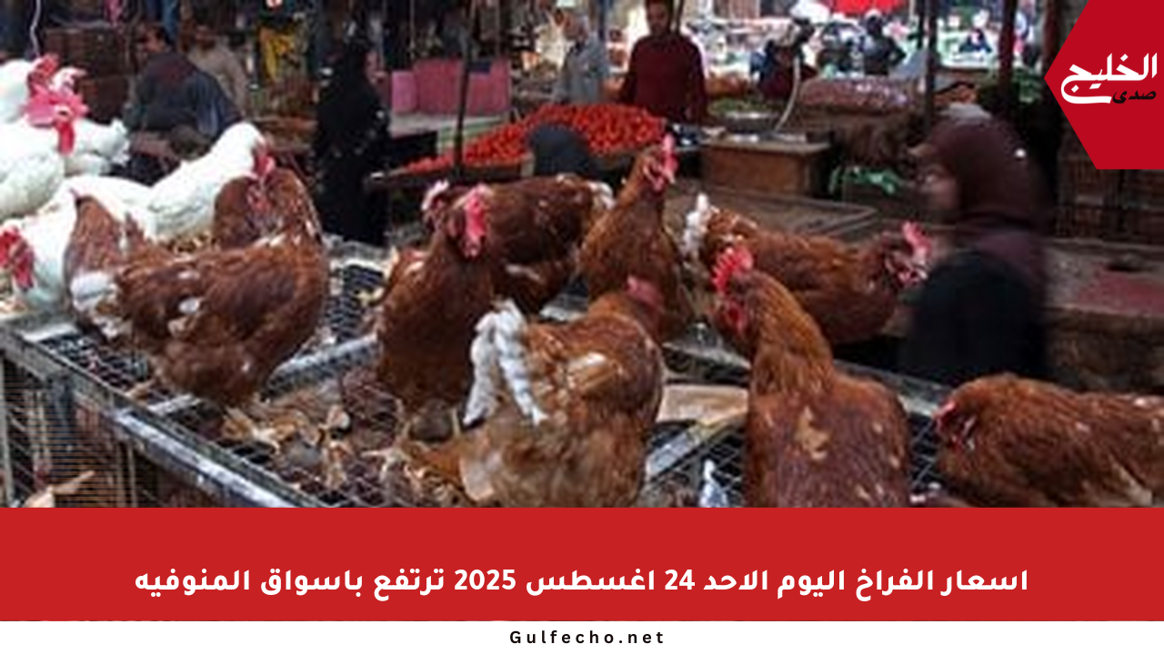 أسعار الفراخ اليوم الأحد 24 أغسطس 2025 ترتفع بأسواق المنوفية
